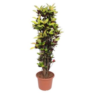 Kleurijke plant Wonderstruik 190 cm - Tropische Kleurenpracht - Voor Binnenruimtes