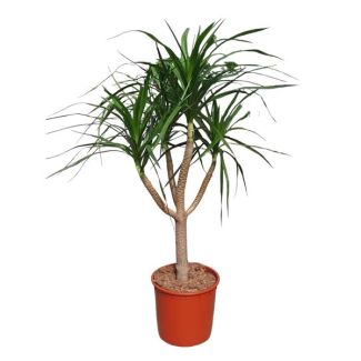 Vertakte Dracaena Draco, Vetplant voor binnen, 160 cm hoog, ø34