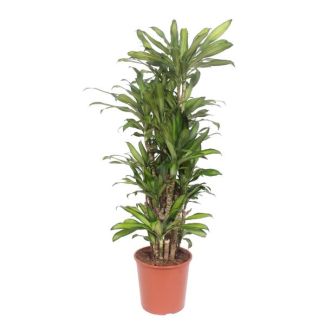 Frisse kamerplant Dracaena Eve, Hoogte: 160 cm, ø: 30