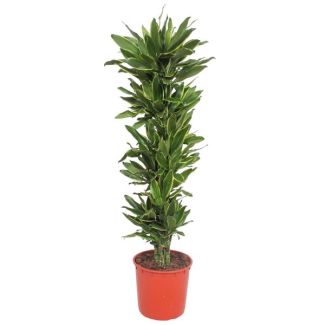 Groene Huiskamerplant Dracaena Golden Coast, 200 cm, ø34