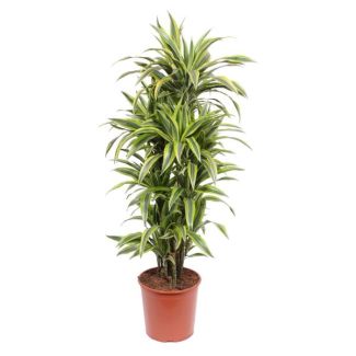 Dracaena Lemon Lime kamerplant met groen citroengele bladeren, 150 cm hoog, ø30