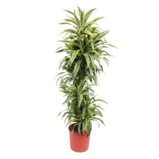 Geel groene kamerplant (Dracaena Lemon Lime) met een hoogte van 170 cm, ø34