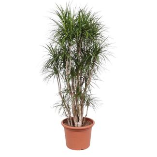 Onderhoudsvriendelijke Dracaena Marginata vertakt, vertakte kamerplant, 210 cm hoog, ø50