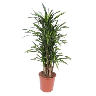 Compacte drakenbloedboom van 140 cm hoog, kamerplant Dracaena Riki, ø30