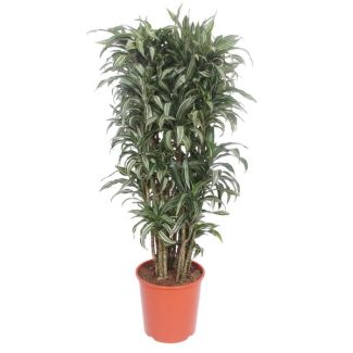 Dracaena Warneckei compacta, Kamerplant van 140 cm met diameter van 30 cm