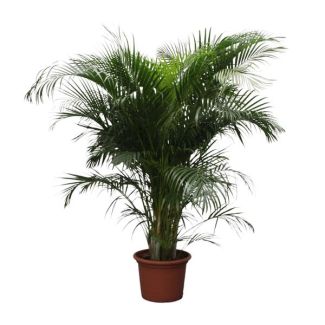 Areca Palm (Dypsis Lutescens) 2,3 meter | ø40 cm | Halfschaduw Kamerplant