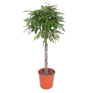 1.5 meter hoge Kamerplant Ficus Amstel King, gevlochten stam variant, ø30