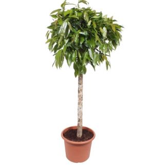 Kamervijg Ficus Amstel King met luchtzuivering, 180 cm - ø40