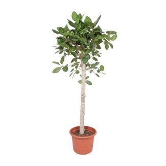 Groenblijvende kamerplant Wurgvijg boom variant (Ficus Benghalensis), 180 cm hoog, ø40