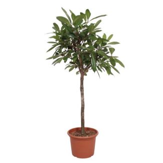 Afrikaanse vijgenboom voor in de binnenruimte, 180 cm hoog, ø40, Ficus Cyathistipula boom