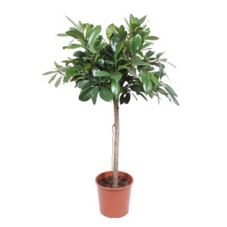 Kamerplant Ficus Cyathistipula van 1.5 meter hoog met donkergroene bladeren, ø30