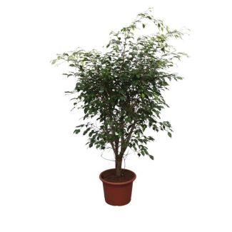 waringin/ treurvijg voor in de binnenomgeving (Ficus Benjamina Exotica vertakt), 150 cm hoog, ø40 cm