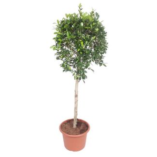 Groenblijvende binnenboom Indiase Laurier (Ficus Nitida), 170 cm hoog, ø40