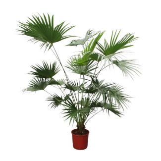 Chinese waaierpalm voor binnen en buiten (Livistona Chinensis), 2 m hoog, ø34