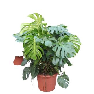 XXXLGatenplant,  Groene Kamerplant, Tropisch, Monstera Deliciosa XXXL - 130 cm - ø55