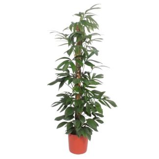 Esthetische kamerplant Philodendron Dragon Tail mosstok, 190 cm - ø34