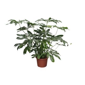 Donkergroene kamerplant groot (Philodendron Green Wonder XL), 140 cm hoog, ø45