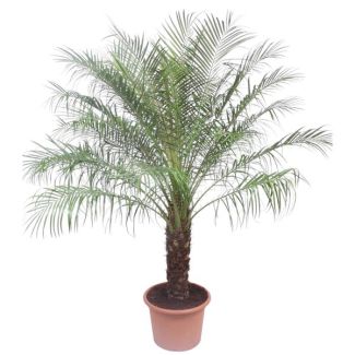 Palm kamerplant Pygmy Date Palm | Elegante palm Phoenix Roebelinii, 200 cm hoog, ø40