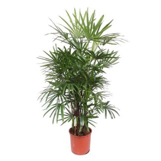 Kamerplant schaduw Rhapis Excelsa | Bamboe Palm | Stokpalm, 1.9 meter hoog, ø34