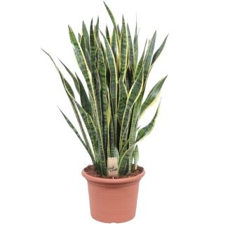 Vrouwentong,  Goudrandplant, Zwaardvormig Donkergroen Blad met Gele Rand, Sansevieria Laurentii - Ø35cm - ↕100cm