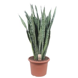 Ceylon Vrouwentong, De Slangenplant, Zwaardachtig Donkergroen Blad met zilverachtige Vlekken/Strepen, Sansevieria Zeylanica  Ø35cm - ↕110cm