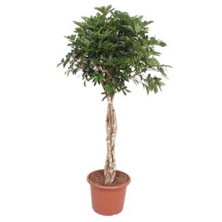 Dwergparapluplant met een gevlochten stam, Schefflera Arboricola Compacta, 180 cm - ø45