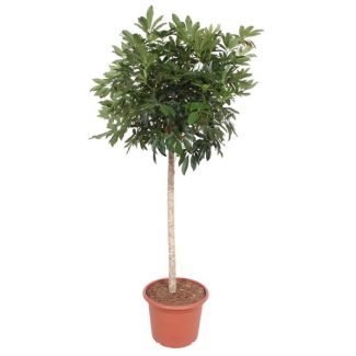 Kamerplant op stam Schefflera Arboricola Compacta, 1.9 meter hoog, ø45