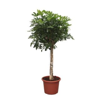 Compacte Schefflera Arboricola – Ideale Binnenboom, 190 cm hoog, ø45