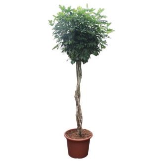 Dwergparapluplant, Vingerplant, Groene Kamerplant, Tropisch,Schefflera Arboricola Compacta gevlochten stam - 250 cm - ø55