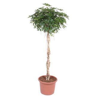 Parapluplant, Vingerplant, Groene Kamerplant, Tropisch, Schefflera Arboricola Compacta gevlochten stam - 200 cm - ø50