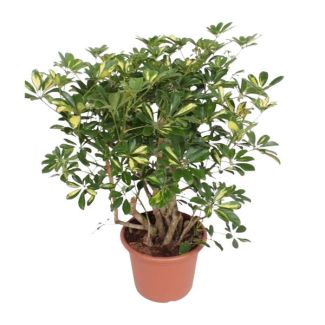 Kamerplant met groen en gele tinten (Schefflera Gold Capella vertakt) - 130 cm - ø40