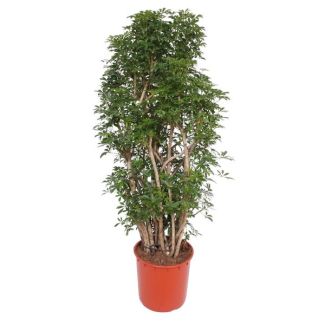 Schefflera Luseana Kamerplant - 160 cm Hoog - Ø34 Potmaat