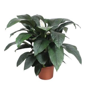 Spathiphyllum Sensation - 140 cm hoog, ø45 potmaat - Lepelplant met Donkergroene opvallende bladeren