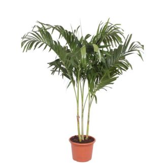 Manillapalm | Adonidia palm | Veitchia Merrillii met meerdere stammen - 220 cm - ø45 - Hoge kamerplant