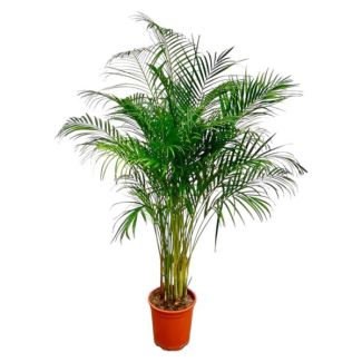 Dypsis Lutescens (Areca Palm) - 180 cm Grote Kamerplant - Goudpalm met Potmaat ø24 - Luchtzuiverende Binnenplant