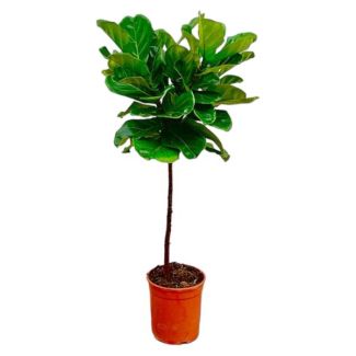 Fiddle-leaf vijgenboom | Ficus Lyrata | Indirect licht kamerplant, 130 cm hoog, ø24