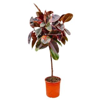 Bontgekleurde rubberboom op stam (Ficus Elastica Belize) voor binnenruimtes, 130 cm hoog, ø24