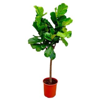 Fiddle-leaf vijgenboom (Ficus Lyrata boom), 160 cm - ø30, luchtzuiveraar voor kamers