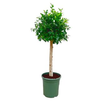 Donkergroene Ficus Nitida op Stam – Groenblijvende Boom, 1.3 m Hoog, Ø30 cm