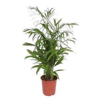 Bamboepalm,  Kamerplant, Palm,Chamaedorea Seifrizii - 140 cm - ø27