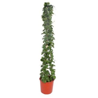 Groenblijvende klimplant binnen Cissus rotundifolia piramide variant, 180 cm hoog, ø34 potmaat