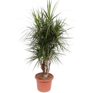 Drakenbloedboom binnen - Dracaena Marginata vertakt - 1.7 m hoog, potmaat 40 cm