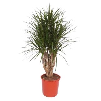 Dracaena Marginata Vertakt - 140 cm Hoog - Potmaat 34 cm - Kamerplant