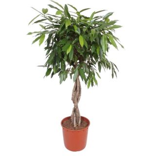 Ficus Amstel King Kamerplant - 140 cm Hoog - Gevlochten Stam