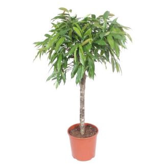 Vijg Ficus Amstel King - 140 cm hoog - potdiameter 30 cm | Binnenplant | onderhoudsvriendelijke