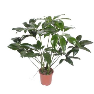 Philodendron Green Wonder half schaduw kamerplant - 120 cm hoog- ø27 - Tropische elegantie