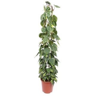 Kamerplant Philodendron Scandens Brasil op gaasrek, 1.6 meter hoog, 27 cm potdiameter