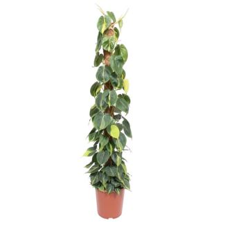 Klimplant Philodendron Scandens Brasil op mosstok - 150 cm hoog, 27 cm potdiameter