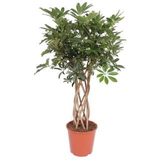 Groene kamerplant Schefflera op stam, Vingerboom voor binnen, 140 cm hoog, Ø30cm