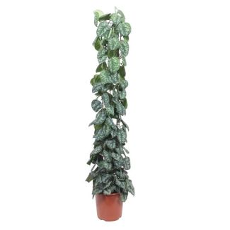 Kamerplant met eigentijdse charme Scindapsus Pictus Trebie gaasrek - 160 cm - ø27